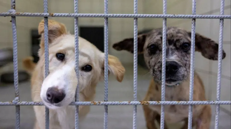 Bakan Yerlikaya’dan Sokak Köpekleri Açıklaması