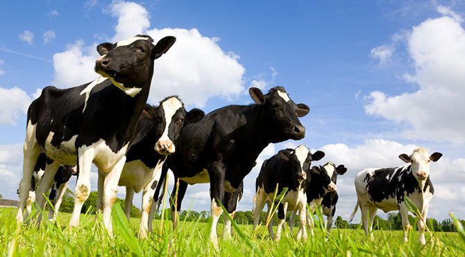 Tire’de 45 Sığır İcralık Oldu