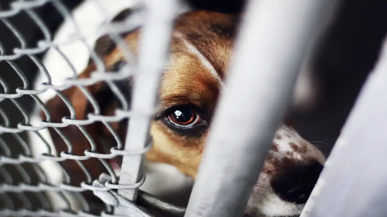 İzmir’de Sahipsiz Köpeğe Şiddet Sosyal Medyayı Ayağa Kaldırdı