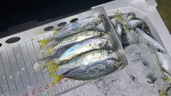 Karadeniz’de 1.845 Kilo İstavrite El Konuldu