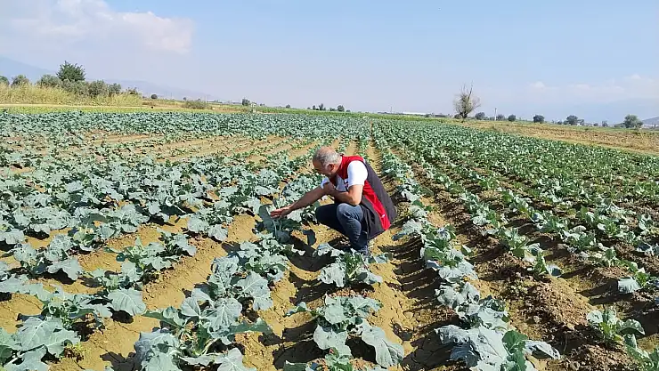 Tire’de Kışlık Sebze Fideleri Yerinde Kontrol Edildi