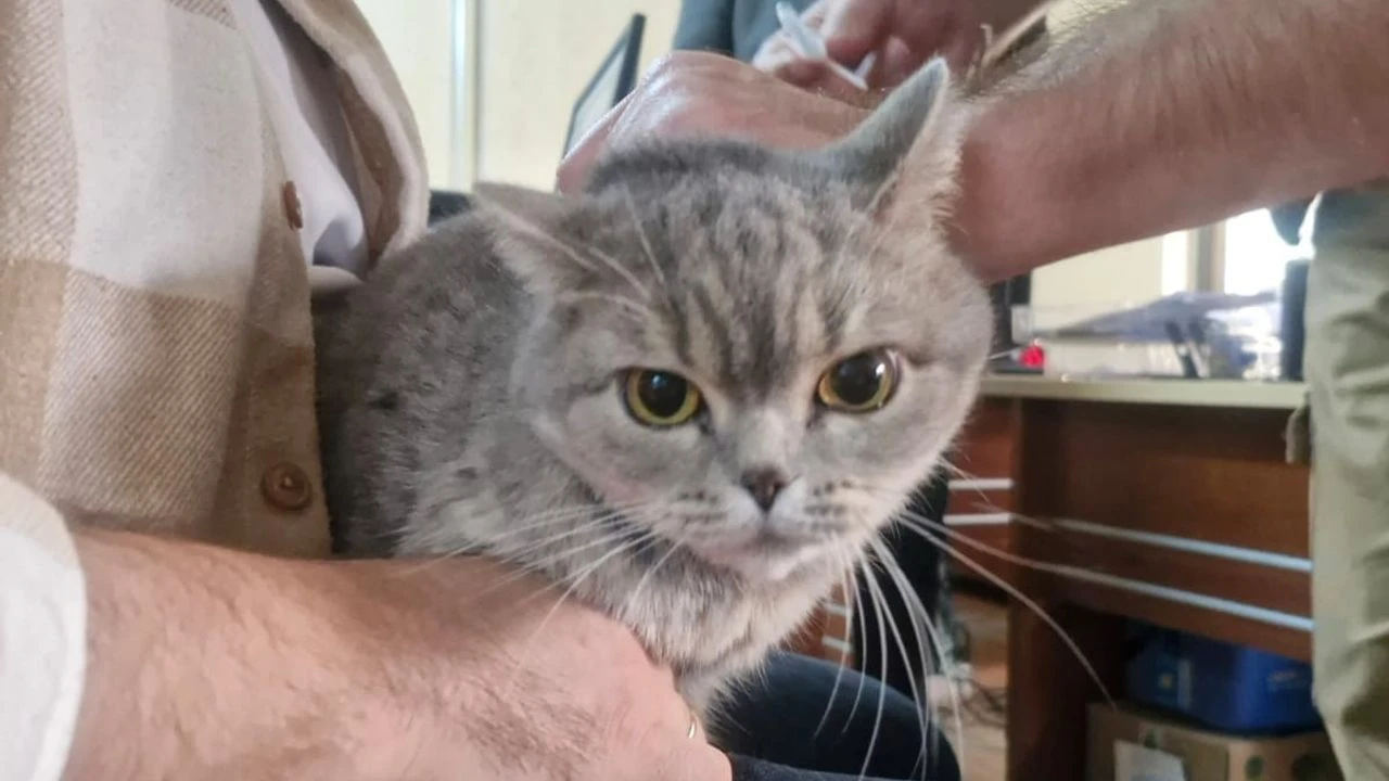 Tire İlçe Tarım ve Orman Müdürlüğü’nden Evcil Hayvan Sahiplerine Çağrı