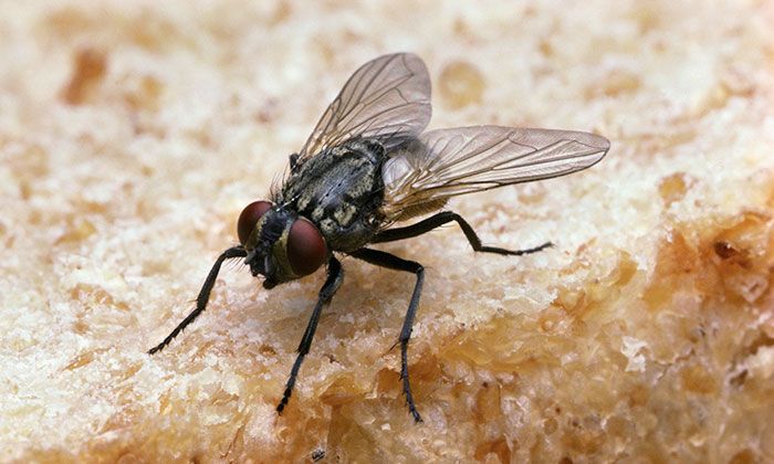 Tire’yi Kara Sinekler Bastı!