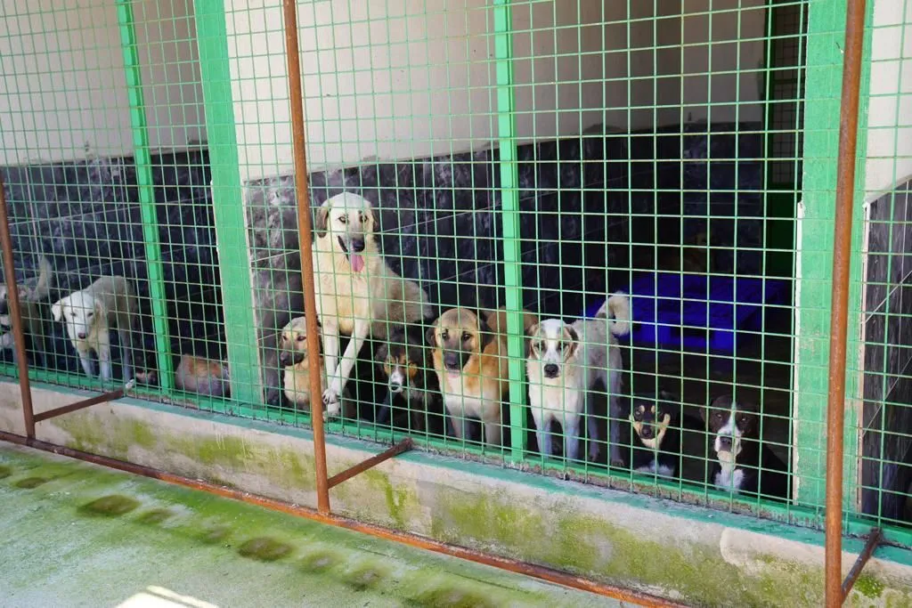 Tire Belediyesi Hayvan Barınağı Hakkında Ciddi İddialar: “İki Köpek Nerede?”