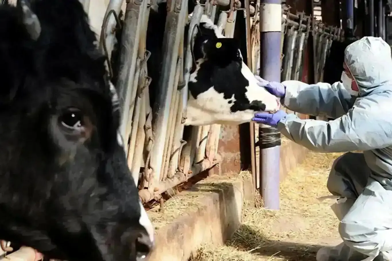 Tire’de Hayvan Hareketleri Kısıtı Kaldırıldı!