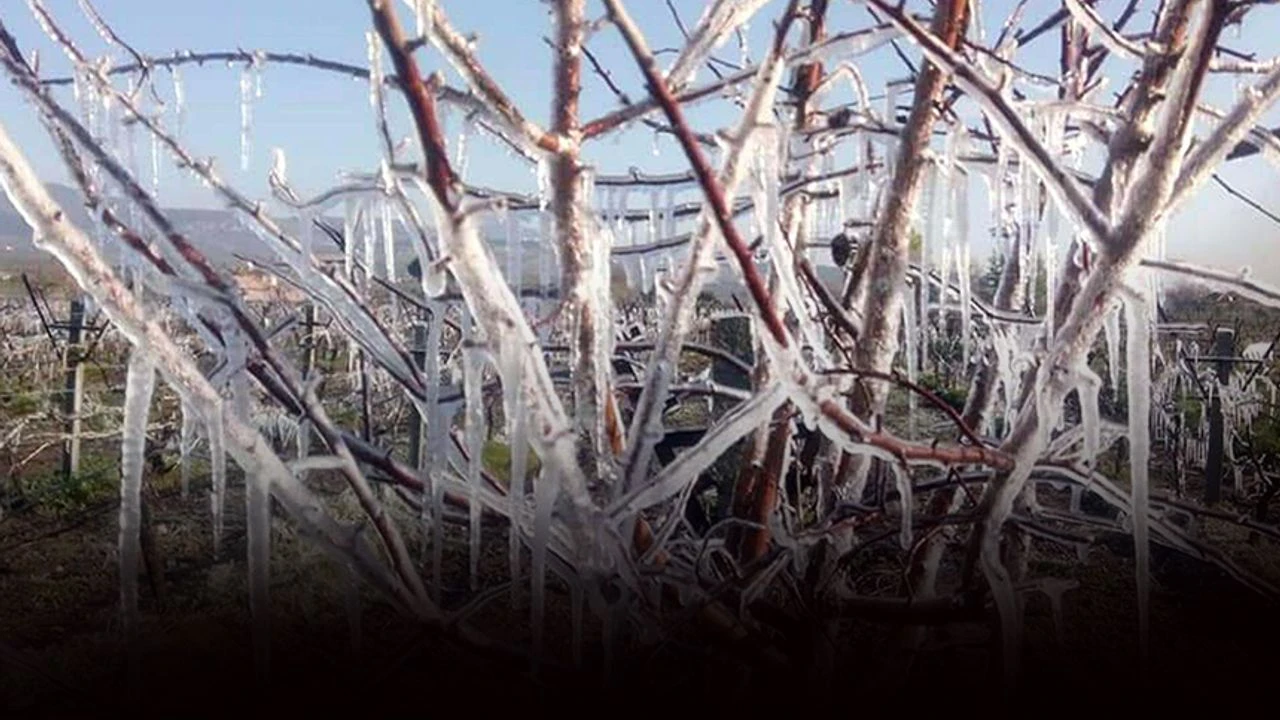 İzmir için zirai don uyarısı!