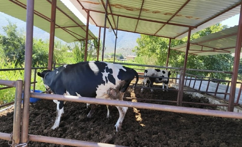 11 mahalle şap hastalığı nedeniyle karantinaya alındı