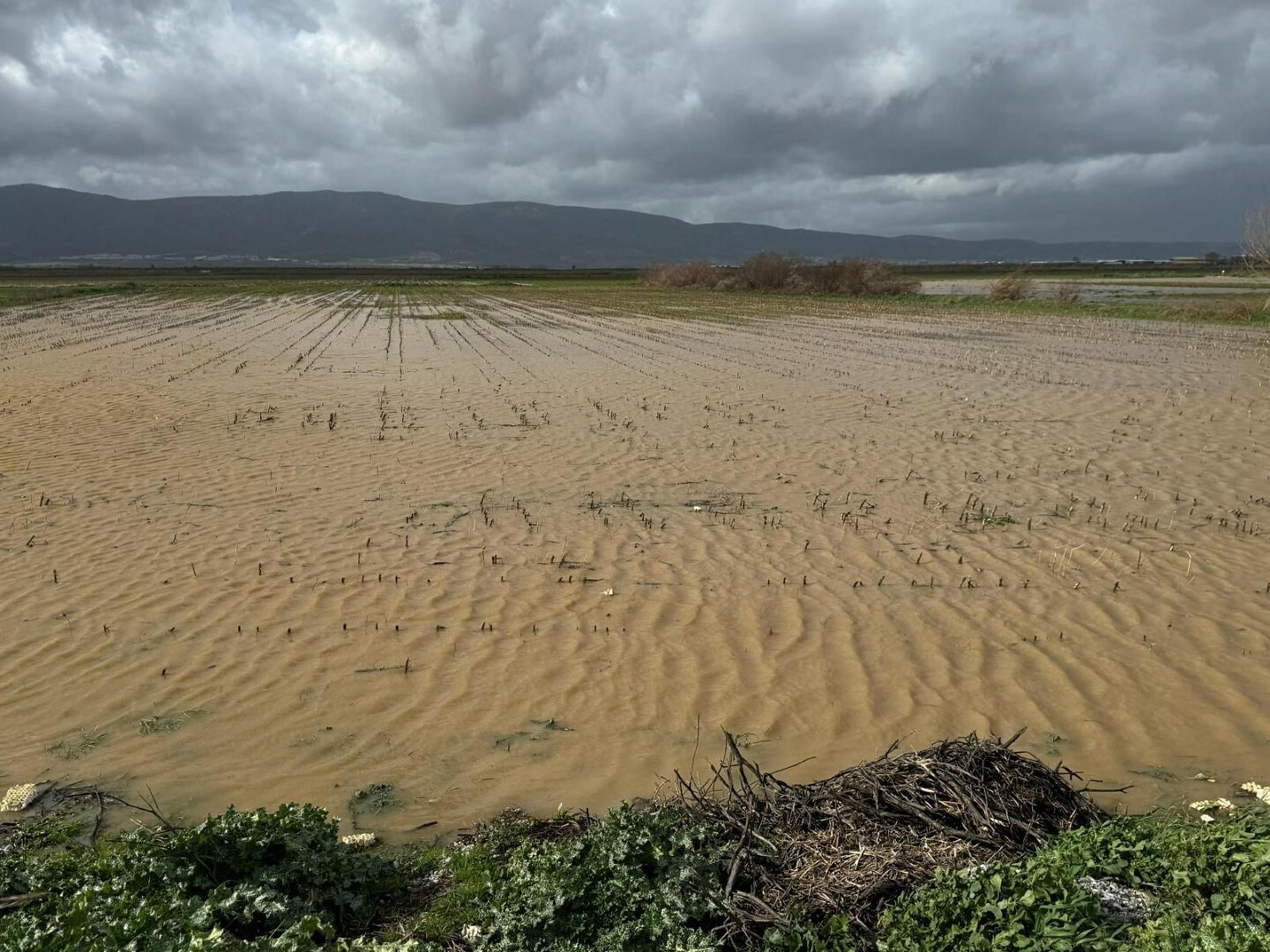 İzmir’de yağışlar çiftçiye nefes aldırdı!