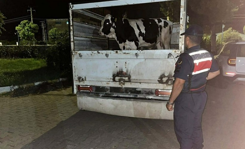 Büyükbaş hayvan dolandırıcılığına 3 gözaltı