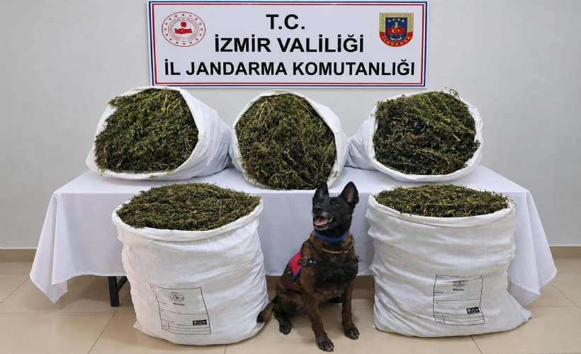 Tire’de 54,8 kilo Esrar Ele Geçirildi!