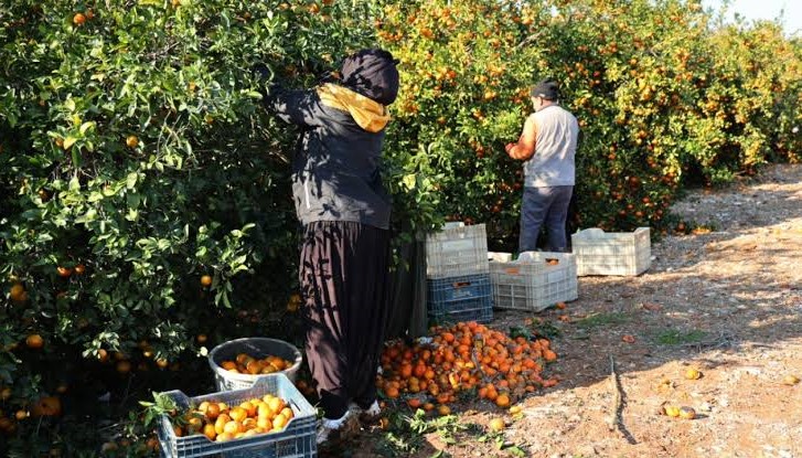 Narenciye üreticisi maliyetten, tüketici fiyattan dertli